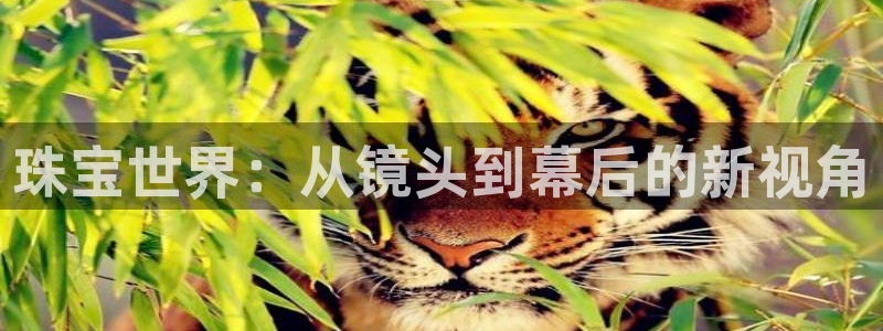 众腾娱乐招商
