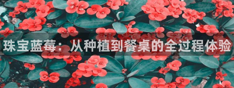 众腾娱乐招商
