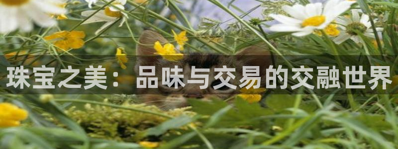 众腾娱乐平台官网入口