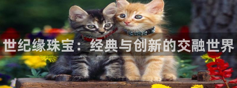 众腾娱乐招商：世纪缘珠宝：经典与创新的交融世界